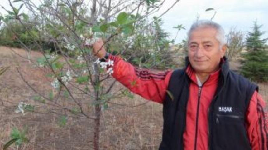 Sonbaharda &Ccedil;i&ccedil;ek A&ccedil;an Vişne Ağacı Şaşırttı