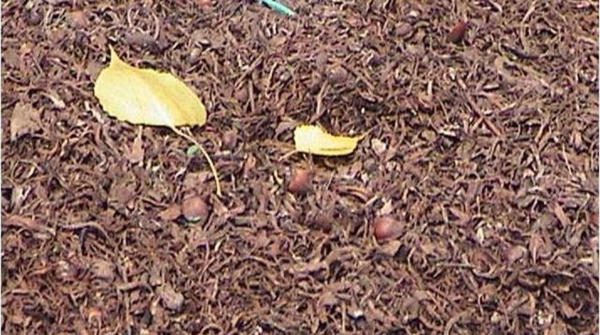 Fındığın Kabuğundaki Sır