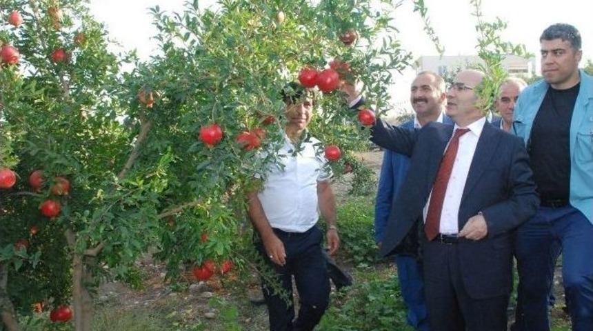 Adıyaman&rsquo;da Bereketli Nar Hasadı