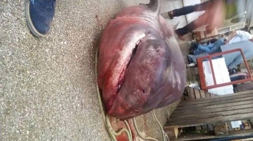 Ağlara 700 Kiloluk K&ouml;pek Balığı Takıldı