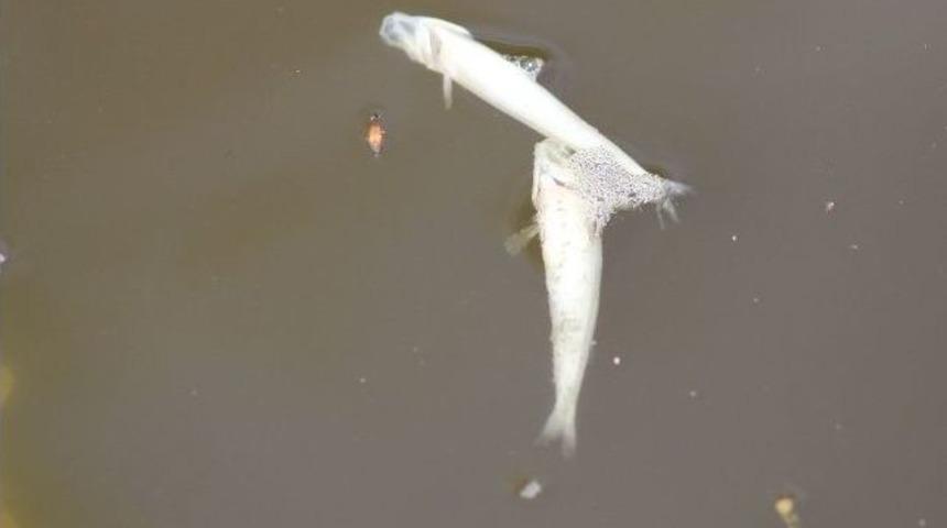 Abdal Deresi&rsquo;nde Balık &Ouml;l&uuml;mleri