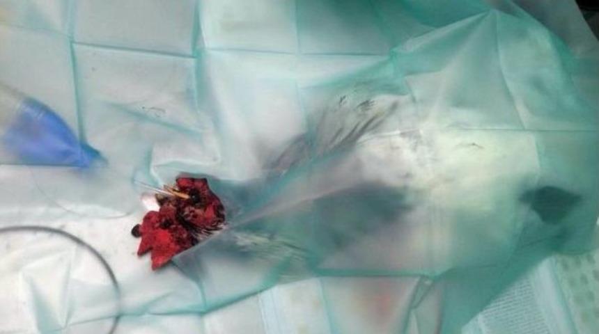 Deri Kanserine Yakalanan Horozu Sağlığına Kavuşturdular