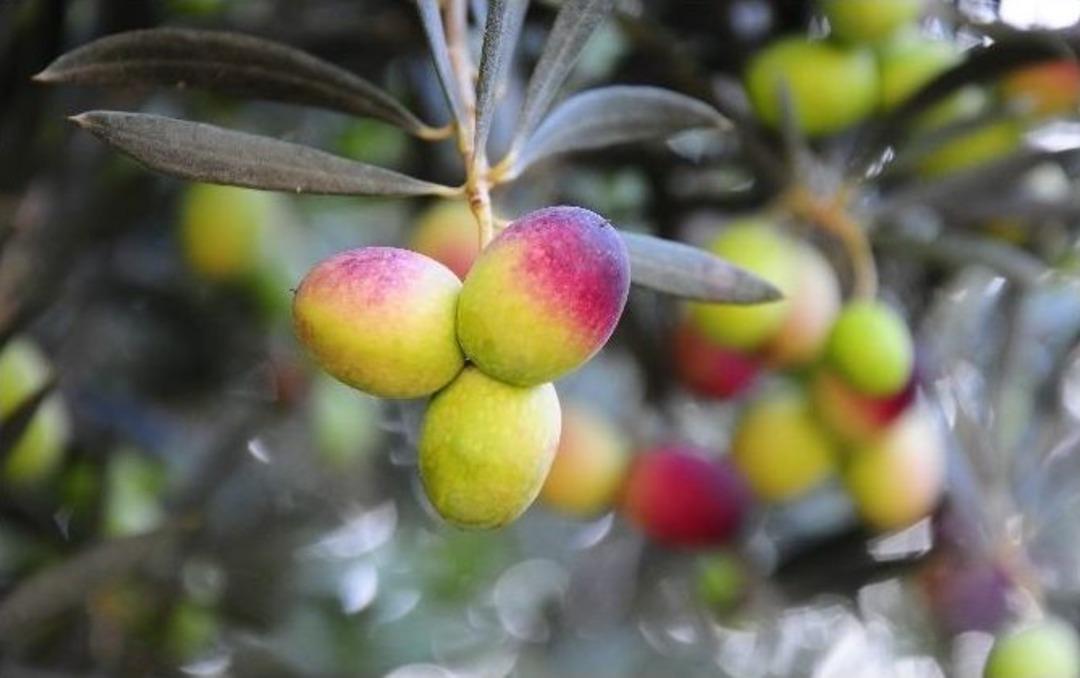 Zeytin Ger&ccedil;ek Değeriyle Ekonomiye Kazandırılacak