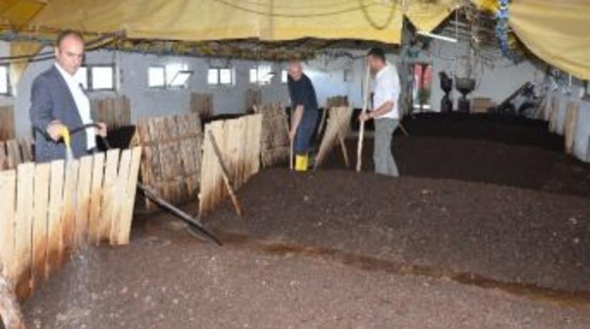 Organik Tarım İ&ccedil;in Solucan G&uuml;bresi &Uuml;retiyorlar