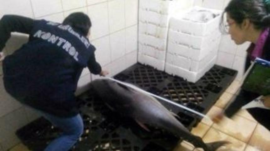 Limit Altı Balık Satışına Ceza