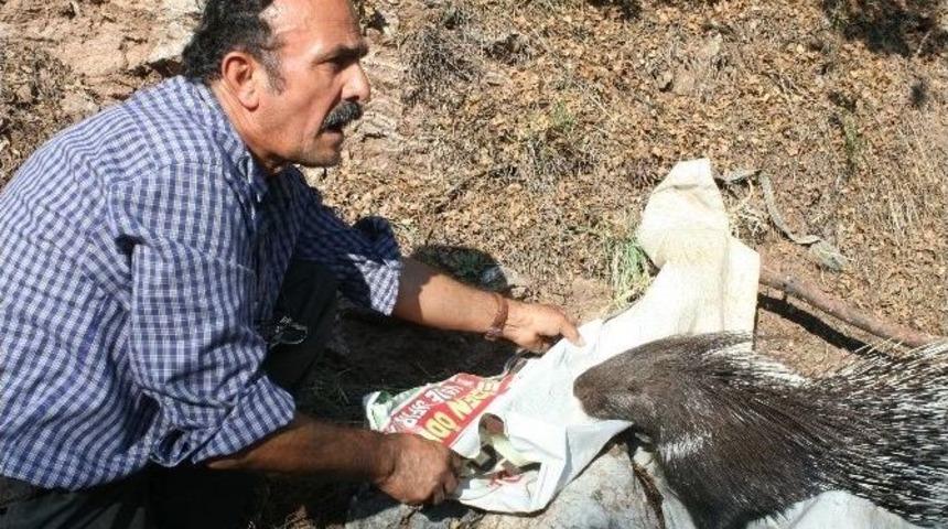 Otomobilin &Ccedil;arptığı Yaralı Kirpi Tedavi Altına Alındı