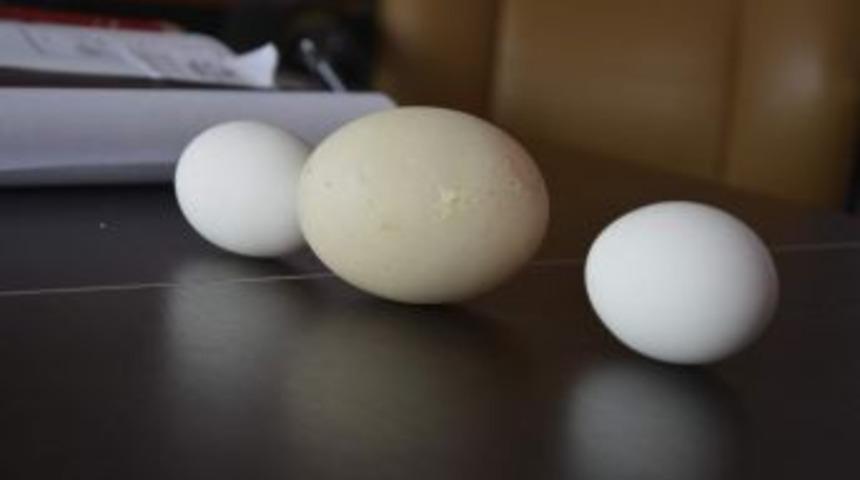 2 Yaşındaki Tavuk 142 Gram Yumurta Yaptı