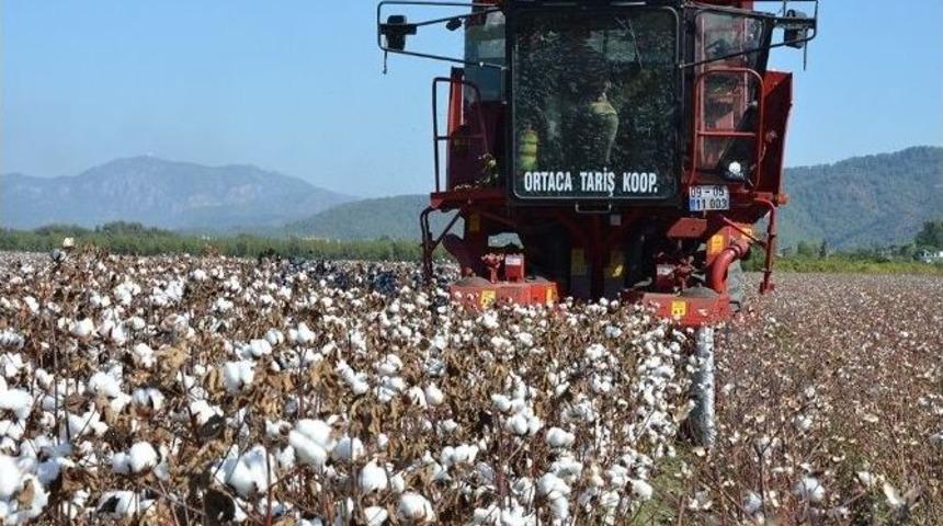 Muğla&rsquo;da Makineli Pamuk Hasadı Başladı