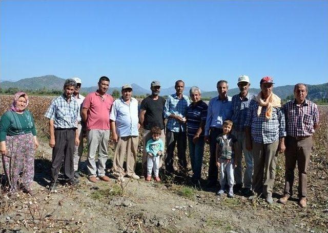 Muğla’da Makineli Pamuk Hasadı Başladı