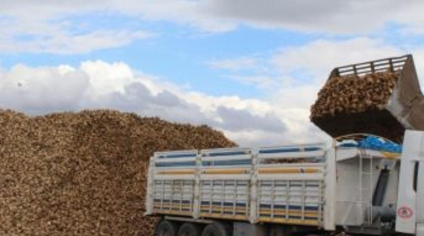 Gemerek&rsquo;te Şeker Pancarı Alımları S&uuml;r&uuml;yor