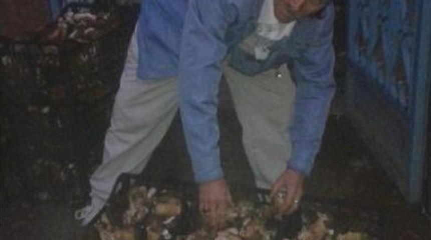 Yenice&rsquo;de Toplanan Ayı Mantarları İhra&ccedil; Ediliyor