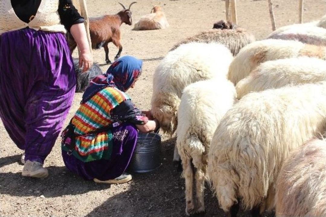 Hakkarili &Ccedil;oban Ve Berivanlardan Barış İsteği