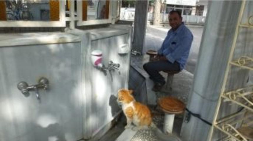 Burhaniye&rsquo;de Sokak Kedisi Cemaatin Maskotu Oldu