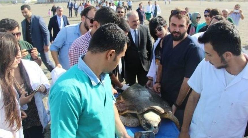 Tedavi Edilen Kaplumbağalar Denizle Buluştu