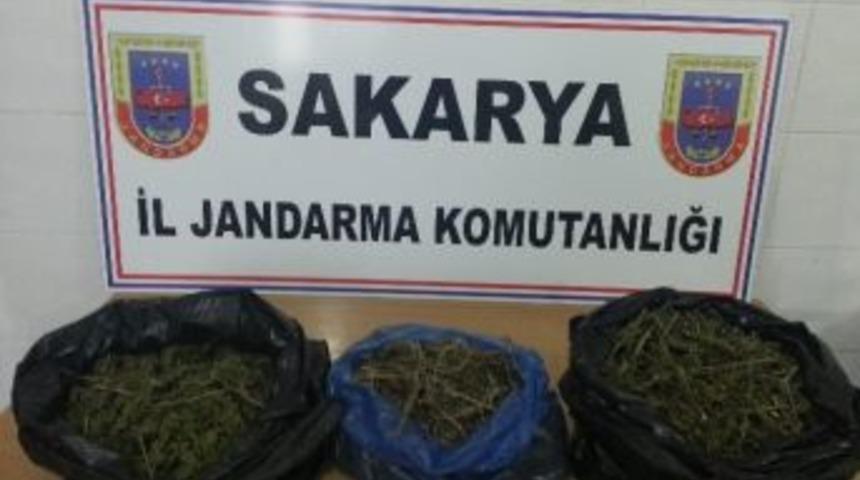 Ormanda Kurutulmaya Bırakılmış 1 Bu&ccedil;uk Kilo Esrar Ele Ge&ccedil;irildi