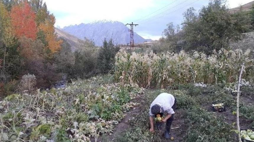 Hakkari&rsquo;da Aniden D&uuml;şen Hava Sıcaklığı Sebze Bah&ccedil;elerini Vurdu