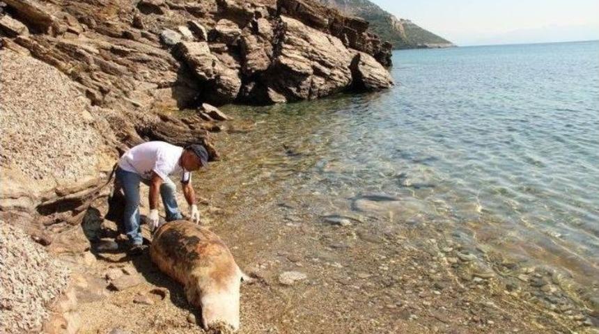 Kuşadası K&ouml;rfezi&rsquo;nde Yunus &Ouml;l&uuml;s&uuml; Karaya Vurdu