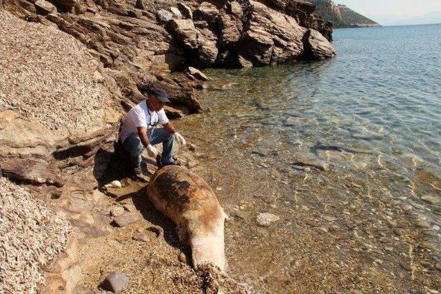 Kuşadası Körfezi’nde Yunus Ölüsü Karaya Vurdu