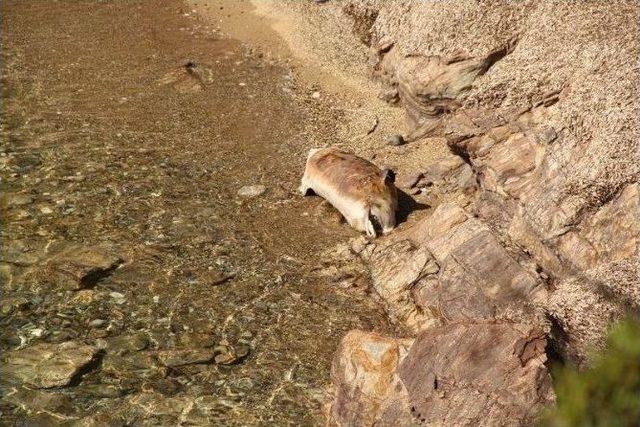 Kuşadası Körfezi’nde Yunus Ölüsü Karaya Vurdu