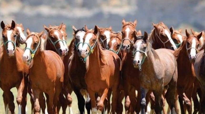 15 Elit Arap Tayı Satışa &Ccedil;ıkarılıyor