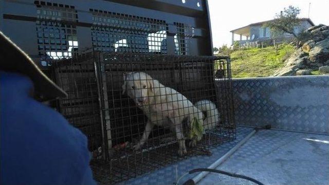 Kanalizasyon Borusuna Sıkışan Köpek Kurtarıldı