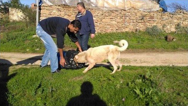 Kanalizasyon Borusuna Sıkışan Köpek Kurtarıldı