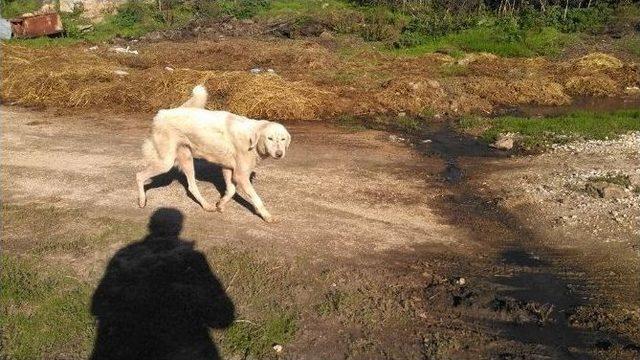 Kanalizasyon Borusuna Sıkışan Köpek Kurtarıldı