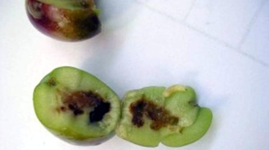 Aydın&rsquo;da Zeytin Sineği İle M&uuml;cadele Başladı