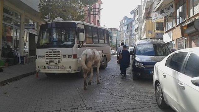 İpini Koparan At Trafiği Karıştırdı