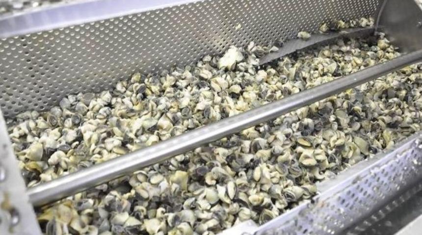 Sinop&rsquo;tan Uzak Doğu&rsquo;ya Deniz Salyangozu İhracatı