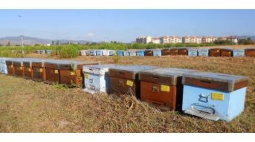 Dalaman&rsquo;da Arı Kovanları Tespitleri Tamamlandı