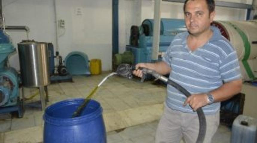 Seydikemer&rsquo;de Yılın İlk Zeytinleri Sıkıldı