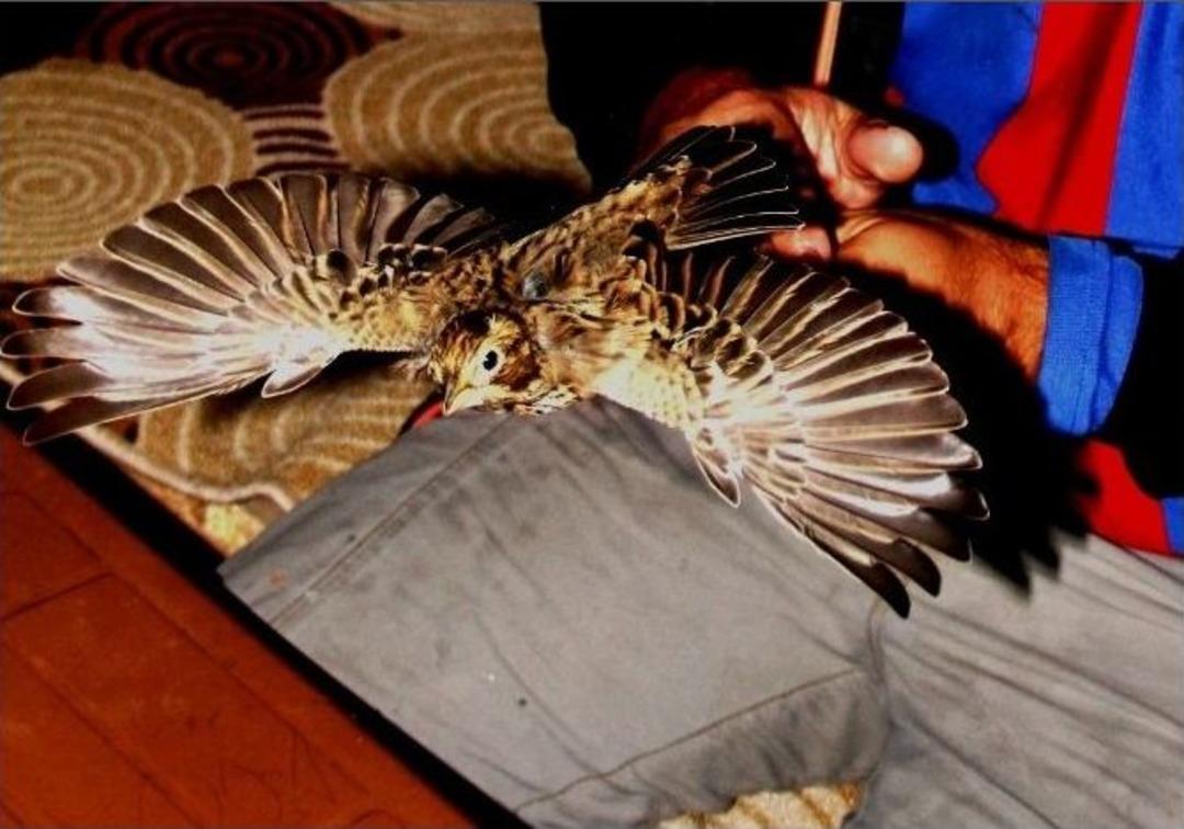 (&ouml;zel Haber) Aras Kuş Cenneti Misafirlerini Ağırlıyor