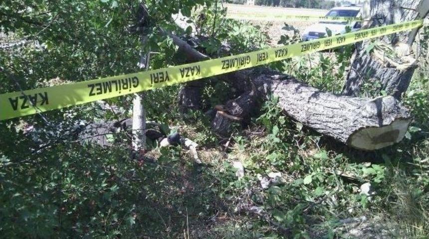 Kestiği Ceviz Ağacının Altında Kalarak Can Verdi