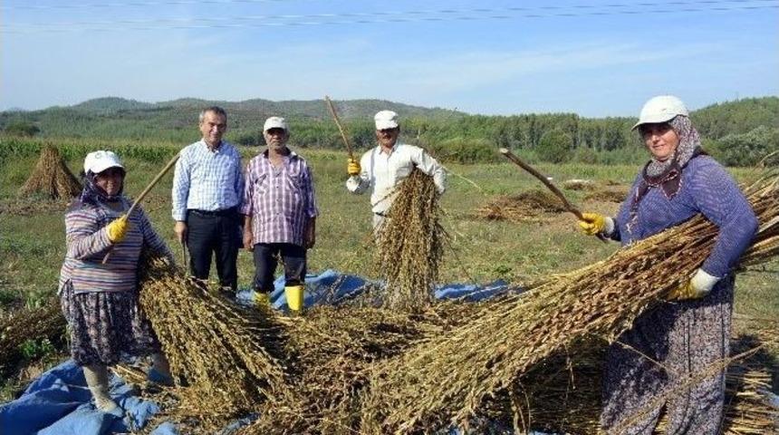 Seydikemer&rsquo;de Susam Hasadına Başlandı