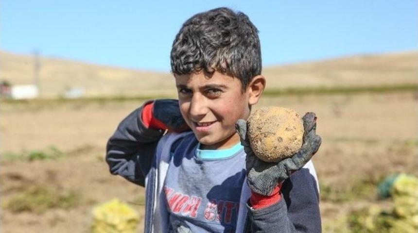 Ahlat&rsquo;ta Patates Hasadı Başladı