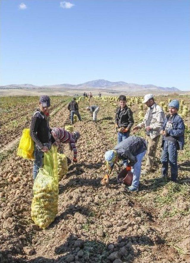 Ahlat’ta Patates Hasadı Başladı