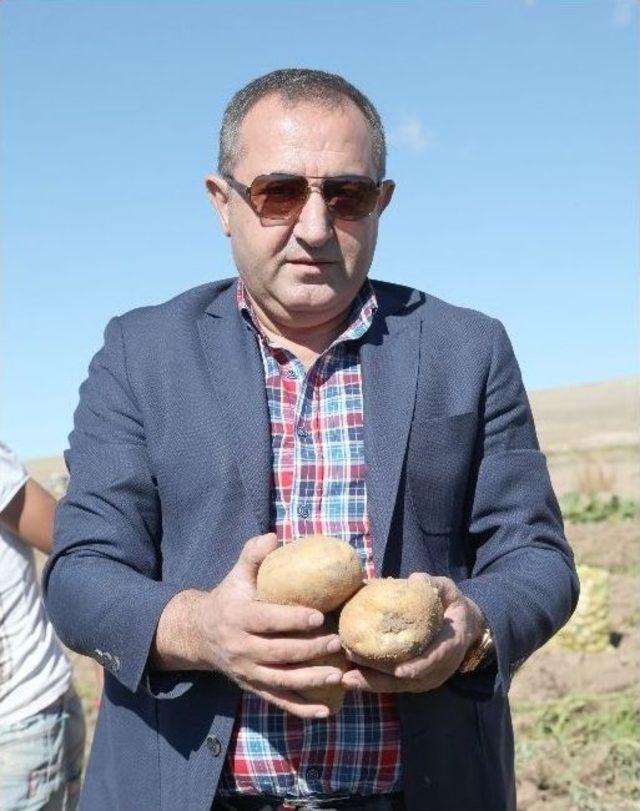 Ahlat’ta Patates Hasadı Başladı