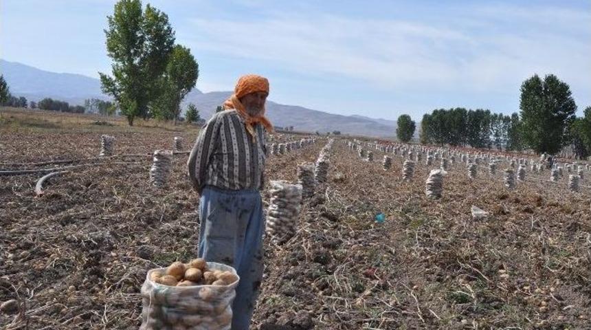 Korkuteli&rsquo;de Patatesi Dubai&rsquo;ye Gidecek