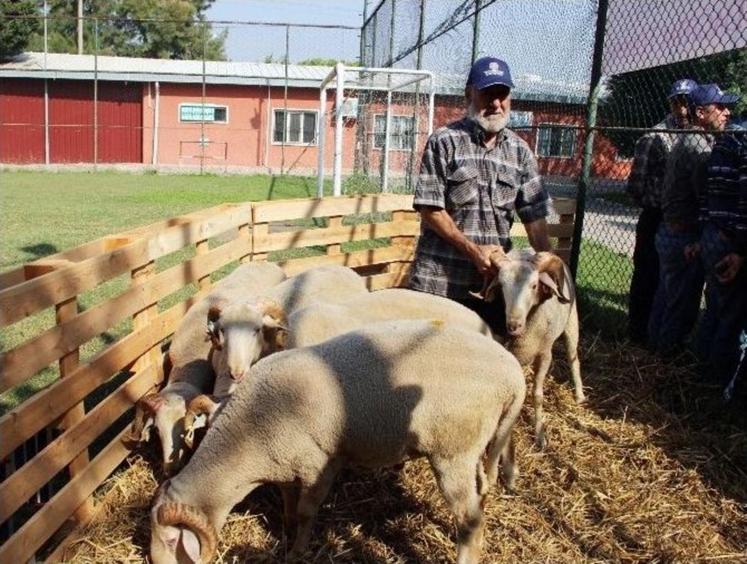 Manisa&rsquo;da 5 Damızlık Ko&ccedil; İ&ccedil;in T&ouml;ren