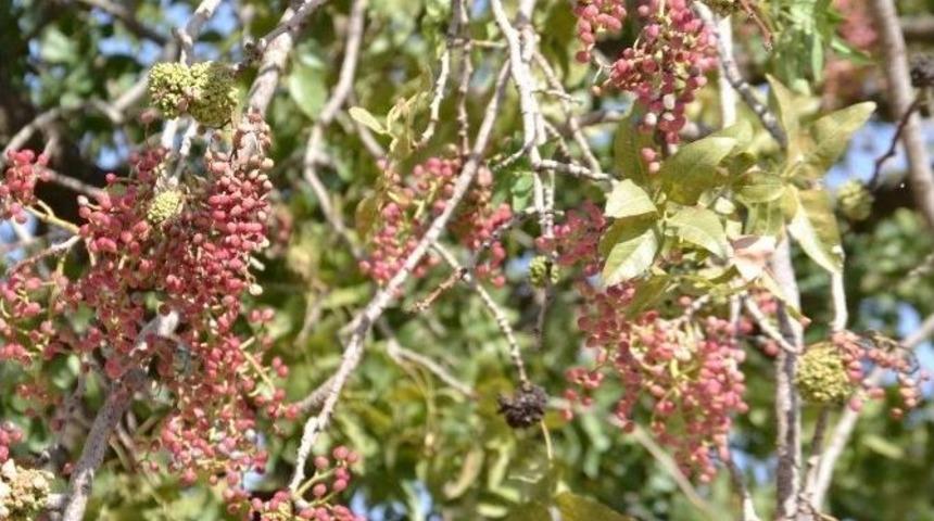 Bıttım Toplanmaya Başlandı