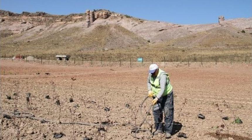 B&uuml;y&uuml;kşehir Kızılinler&rsquo;de 26 Bin Ağa&ccedil; Yetiştirilecek