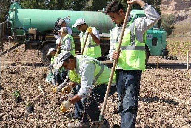 Büyükşehir Kızılinler’de 26 Bin Ağaç Yetiştirilecek