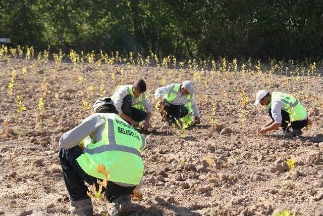 Büyükşehir Kızılinler’de 26 Bin Ağaç Yetiştirilecek