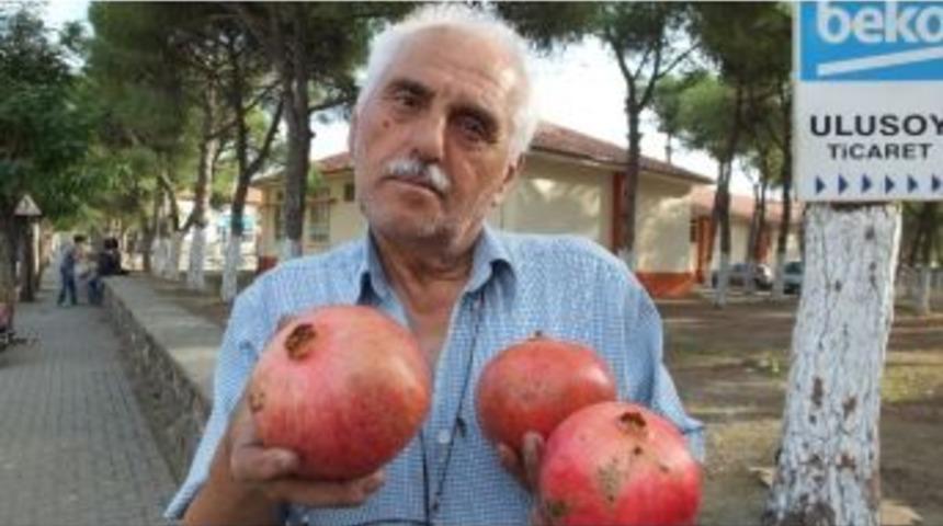 Burhaniye&rsquo;de Kiloluk Narlar İlgi G&ouml;rd&uuml;