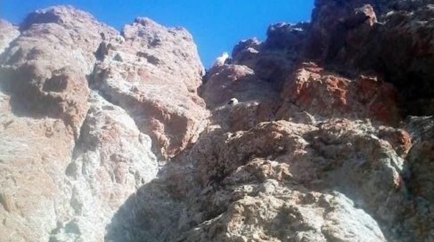 Kurt Korkusu Y&uuml;zlerce Koyunu Telef Etti