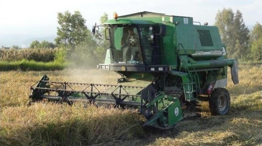 &Ccedil;eltik Hasadı Başladı