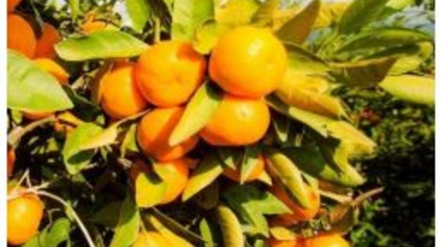 Mandalinanın İhracat Yolculuğu Başlıyor