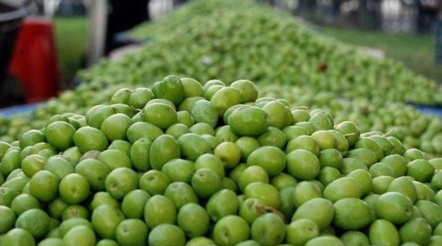 (&ouml;zel Haber) Gaziantep&rsquo;te Zeytin &Uuml;reticisinin Y&uuml;z&uuml; G&uuml;l&uuml;yor