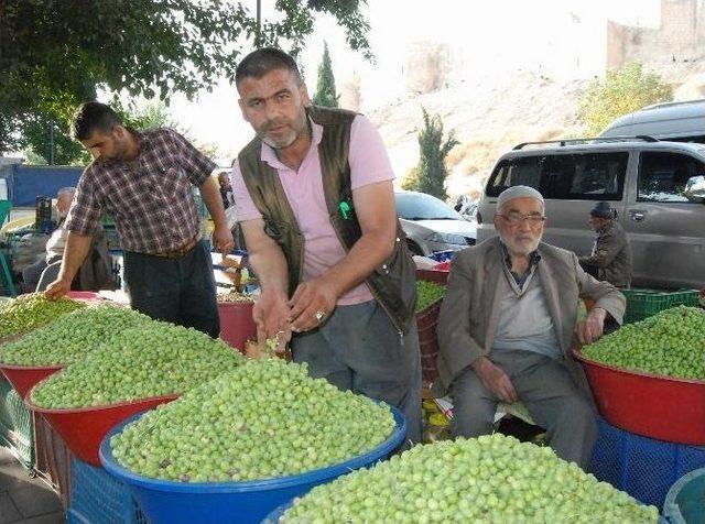 (özel Haber) Gaziantep’te Zeytin Üreticisinin Yüzü Gülüyor